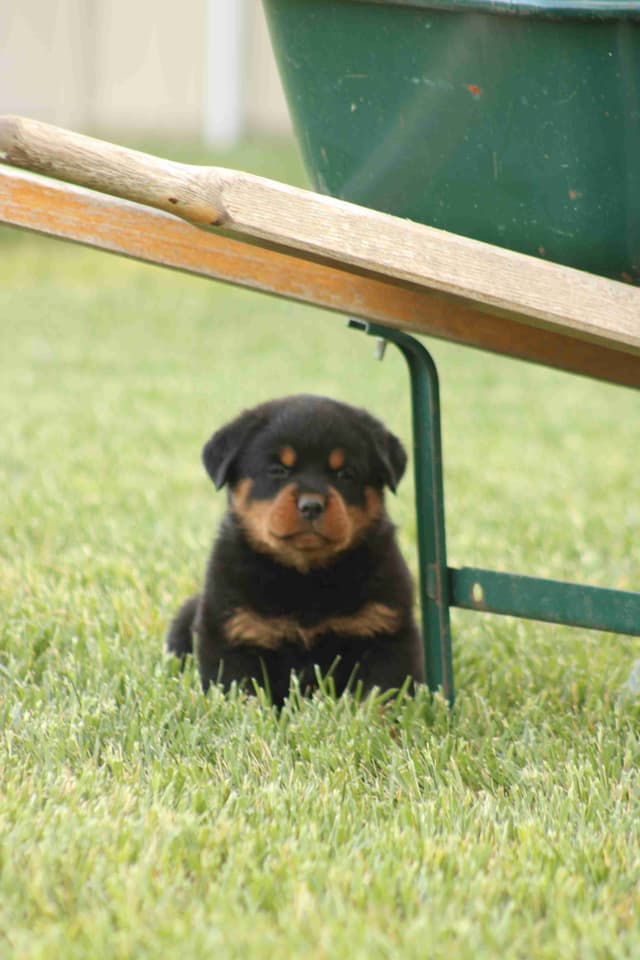 Rottweiler Puppies media 8