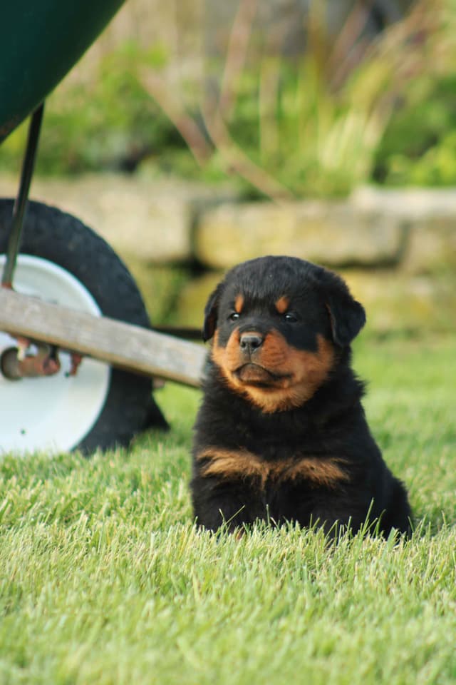 Rottweiler Puppies media 10