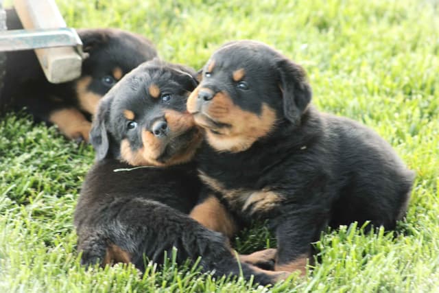 Rottweiler Puppies media 11
