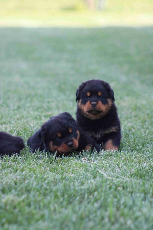Rottweiler Puppies media 12