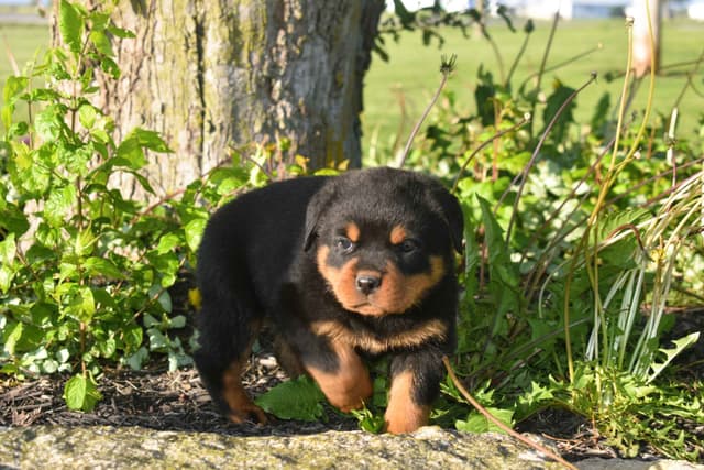 Rottweiler Puppies media 13