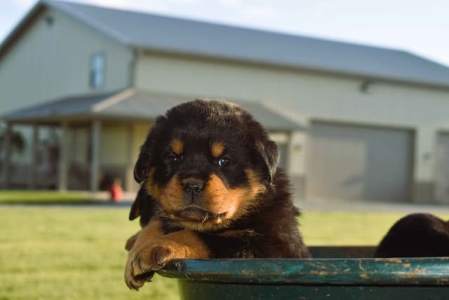 Rottweiler Puppies media 14