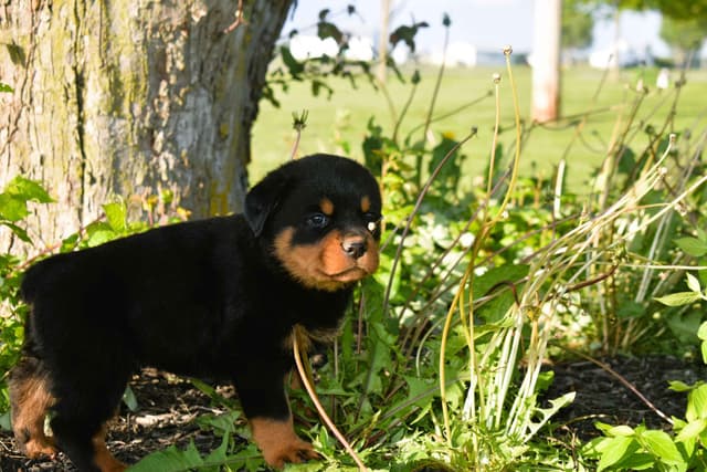 Rottweiler Puppies media 15