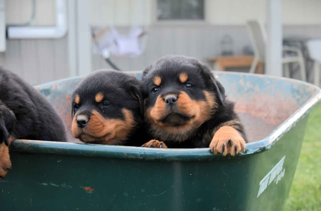 Rottweiler Puppies media 16
