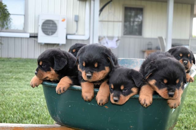 Rottweiler Puppies media 17