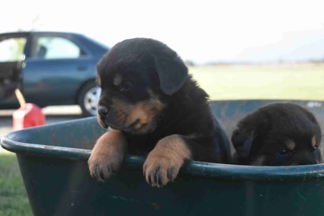 Rottweiler Puppies media 18