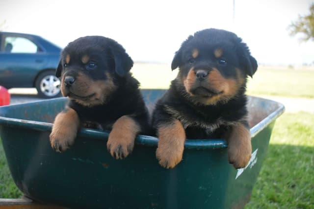 Rottweiler Puppies media 19