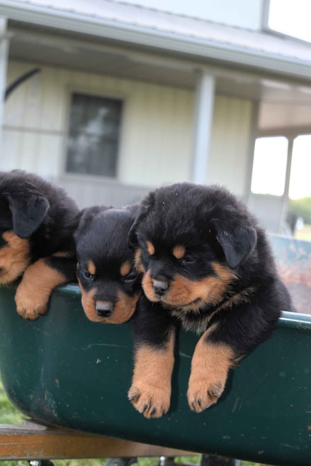Rottweiler Puppies media 20