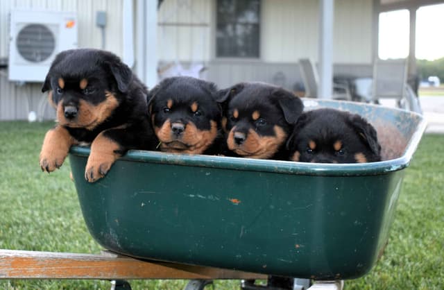 Rottweiler Puppies media 21