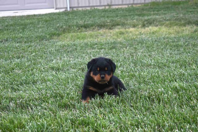 Rottweiler Puppies media 23