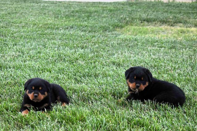 Rottweiler Puppies media 24