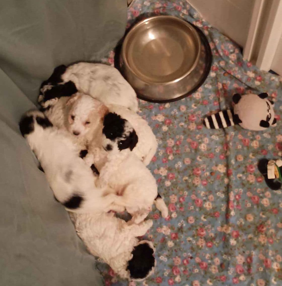Adorable Mini Puppies breeder image 8
