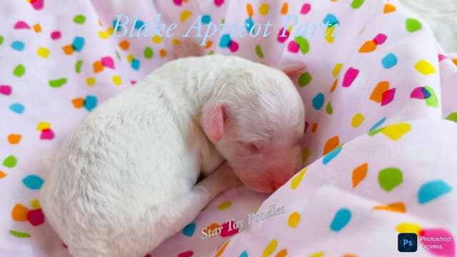 Adorable Mini Puppies media 2