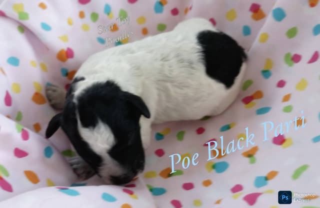 Adorable Mini Puppies media 4