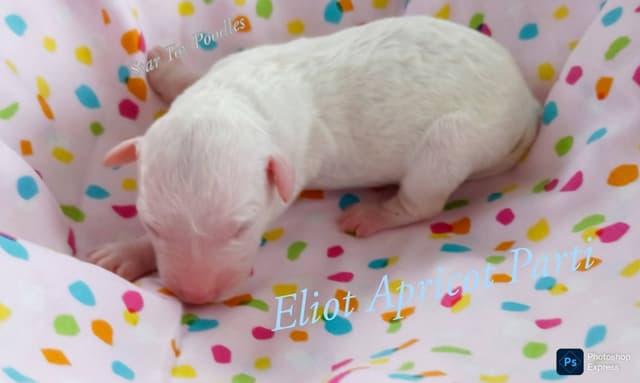 Adorable Mini Puppies media 3