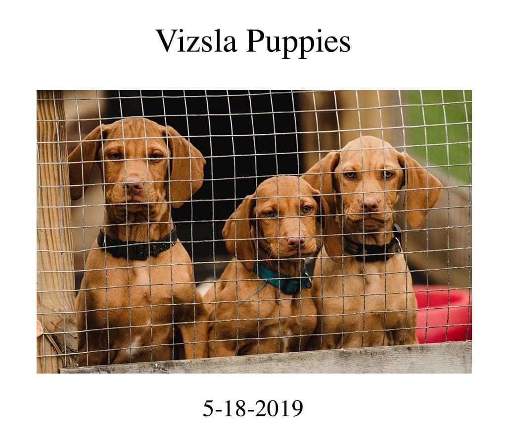 Vizsla Puppies breeder image 1