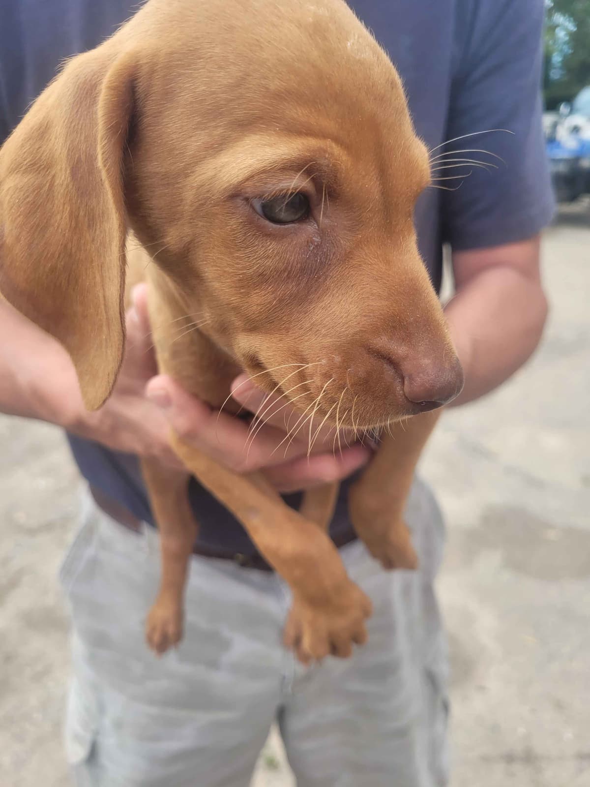 Vizsla Puppies breeder image 2