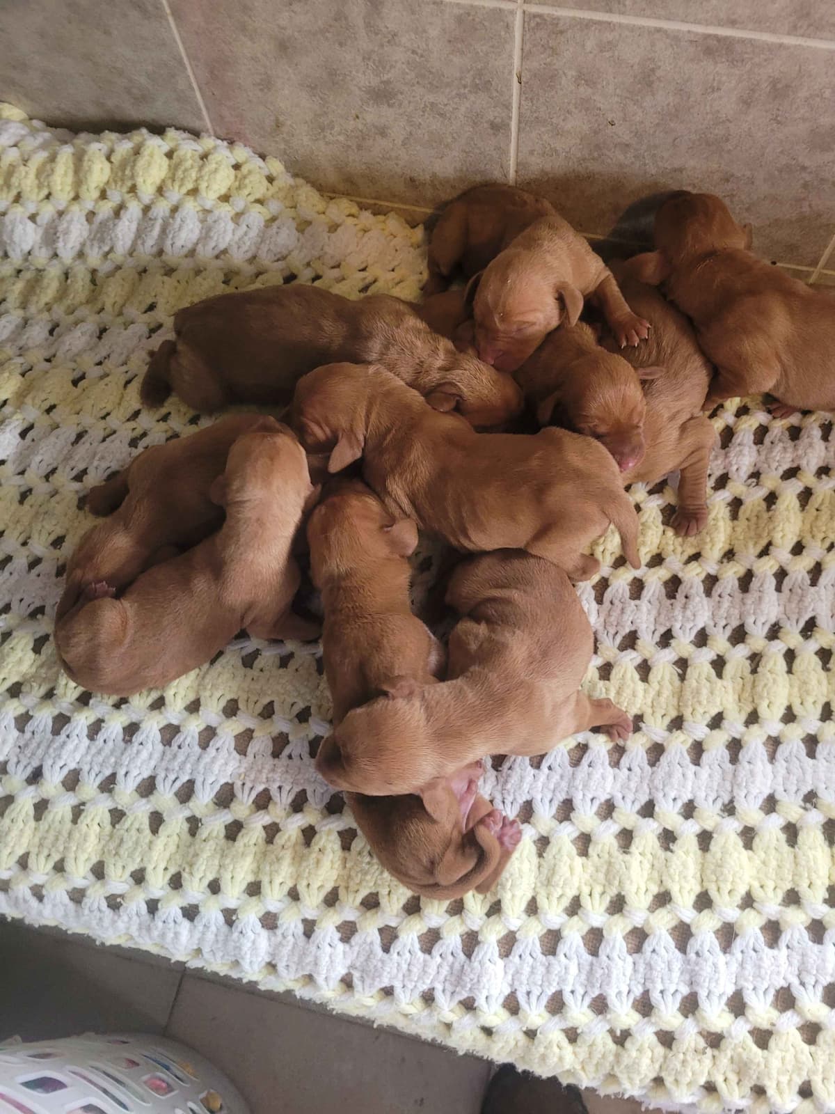 Vizsla Puppies breeder image 3