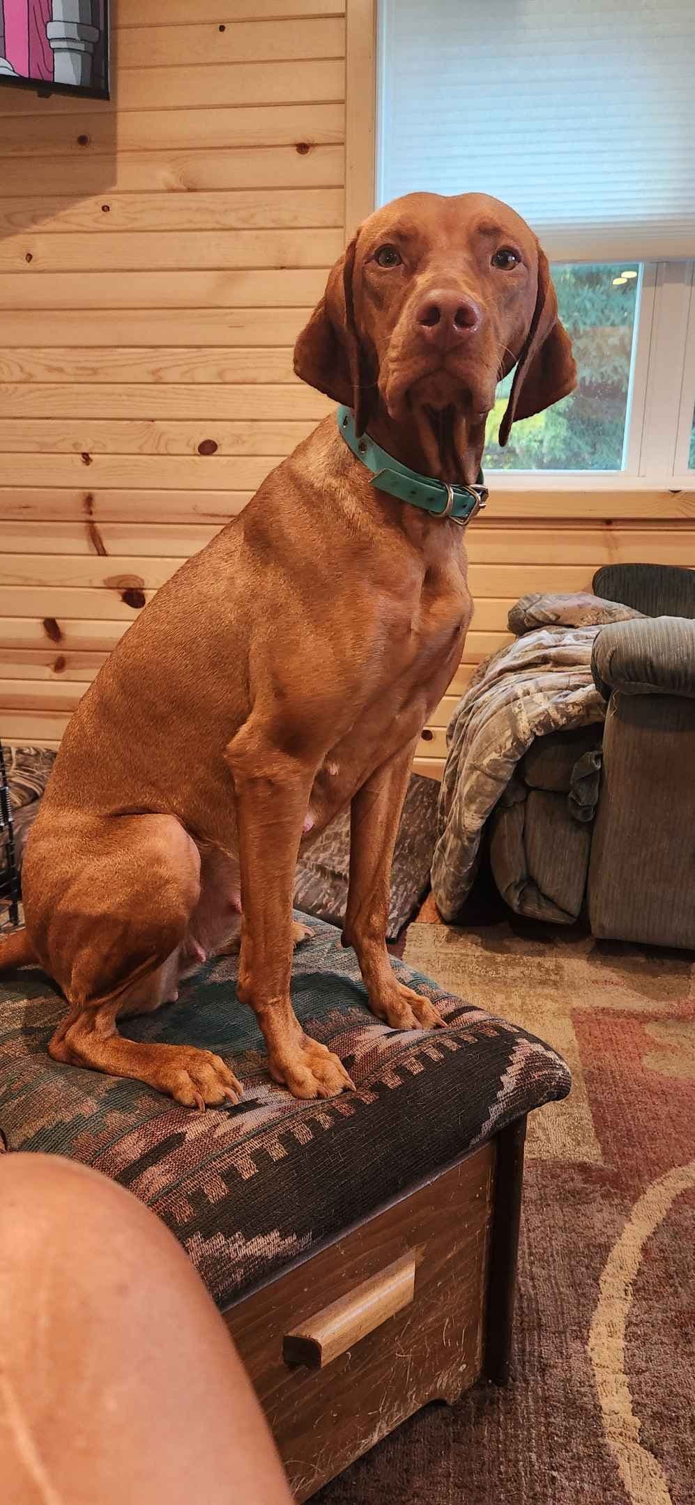 Vizsla Puppies breeder image 4
