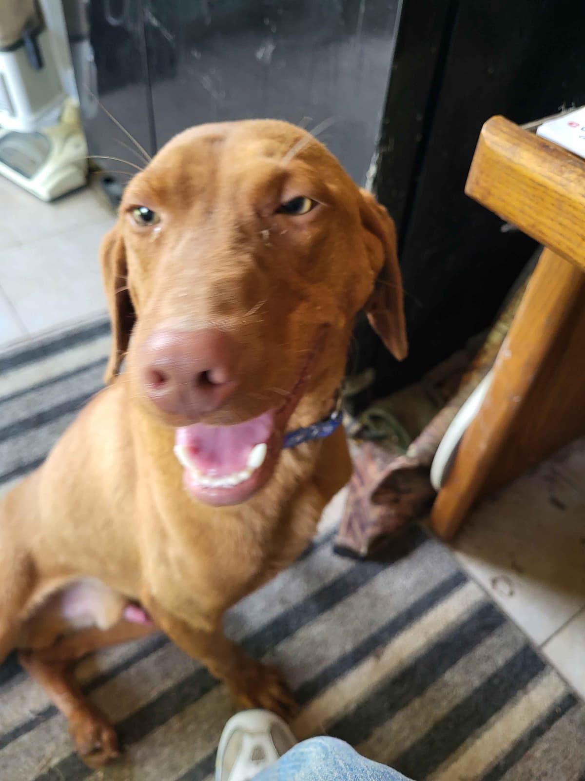 Vizsla Puppies breeder image 6