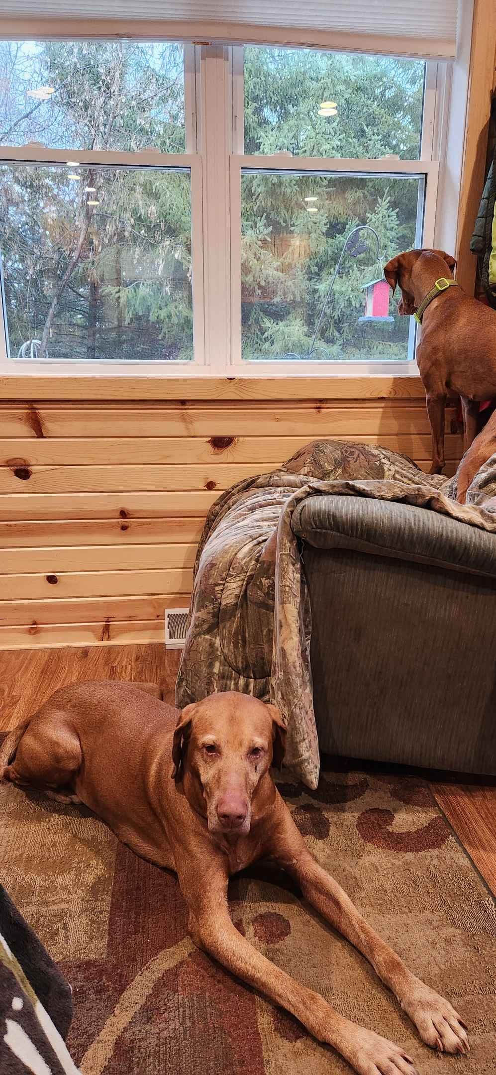 Vizsla Puppies breeder image 10