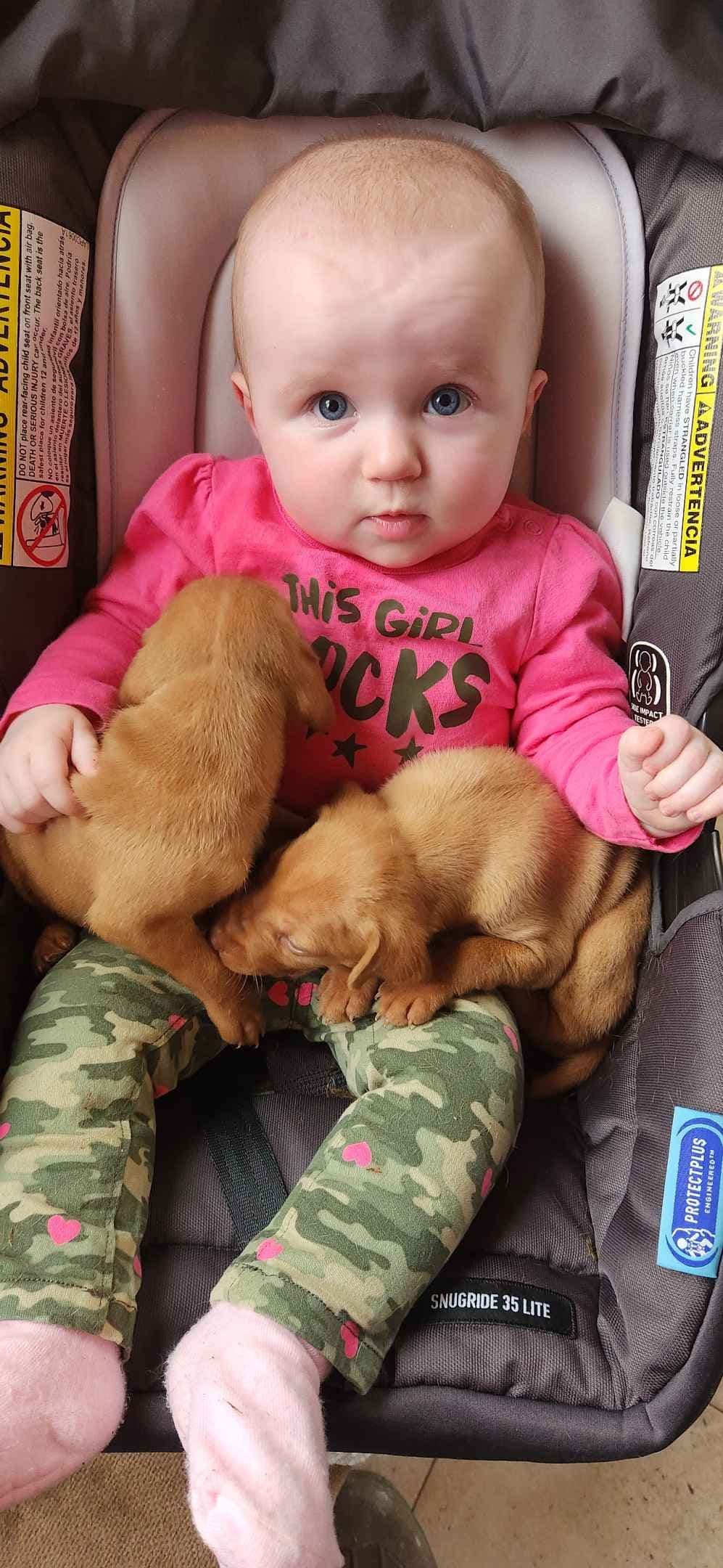 Vizsla Puppies breeder image 11