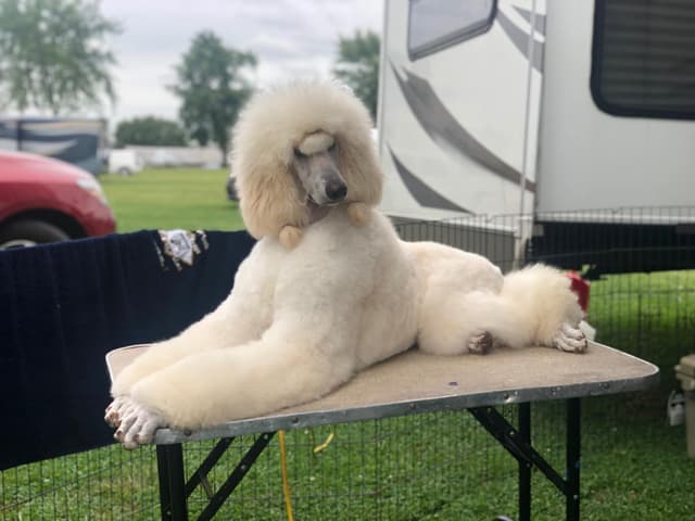 Poodle Puppies media 2