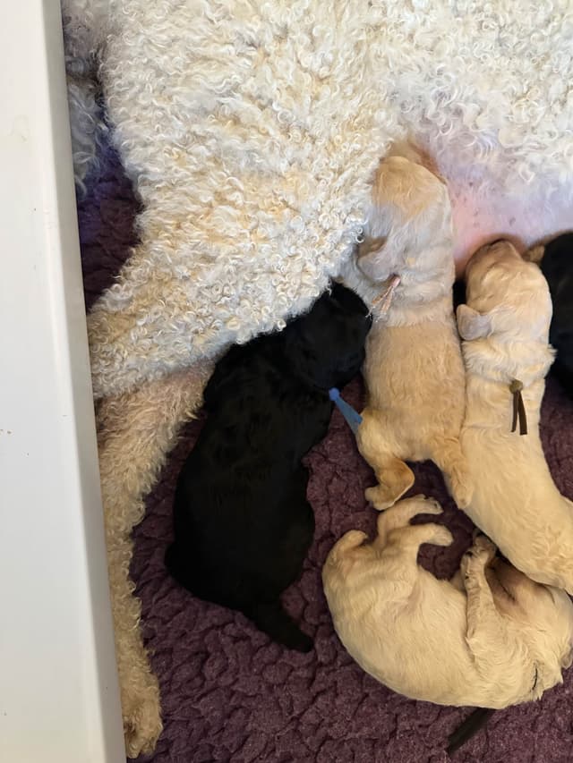 Poodle Puppies media 4