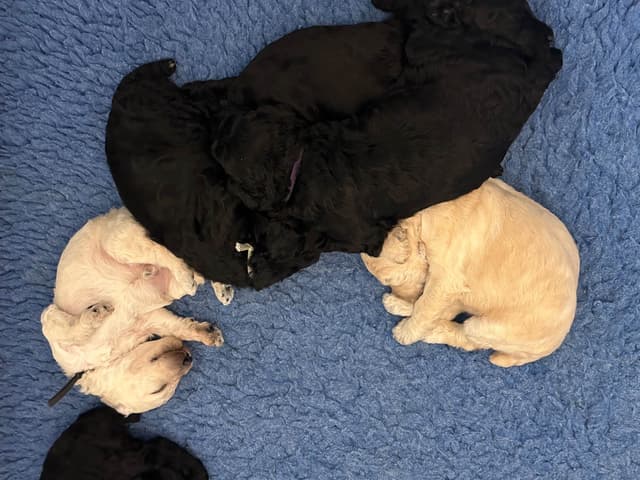 Poodle Puppies media 3