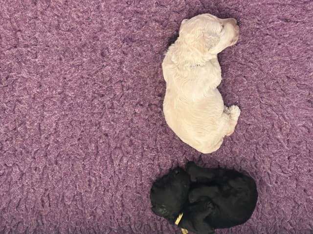 Poodle Puppies media 5