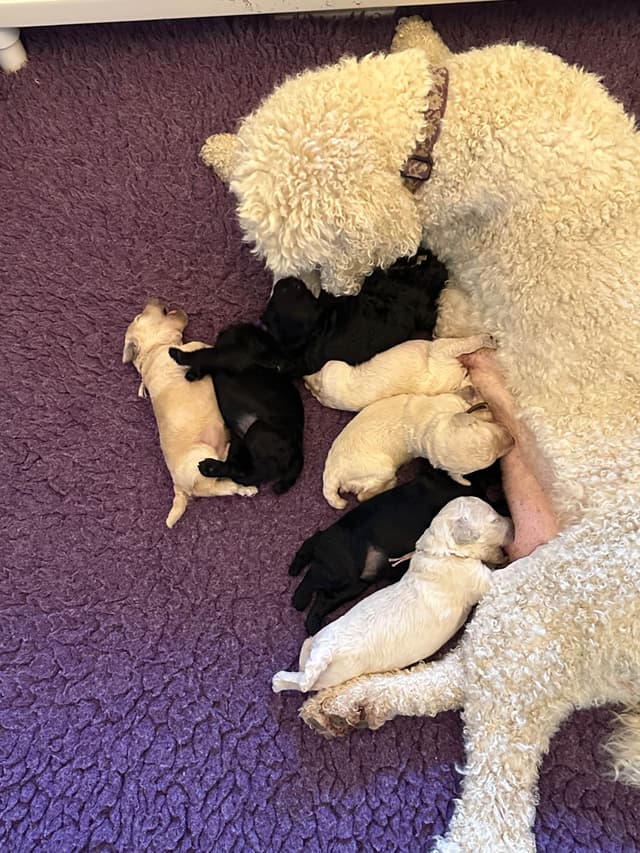 Poodle Puppies media 6