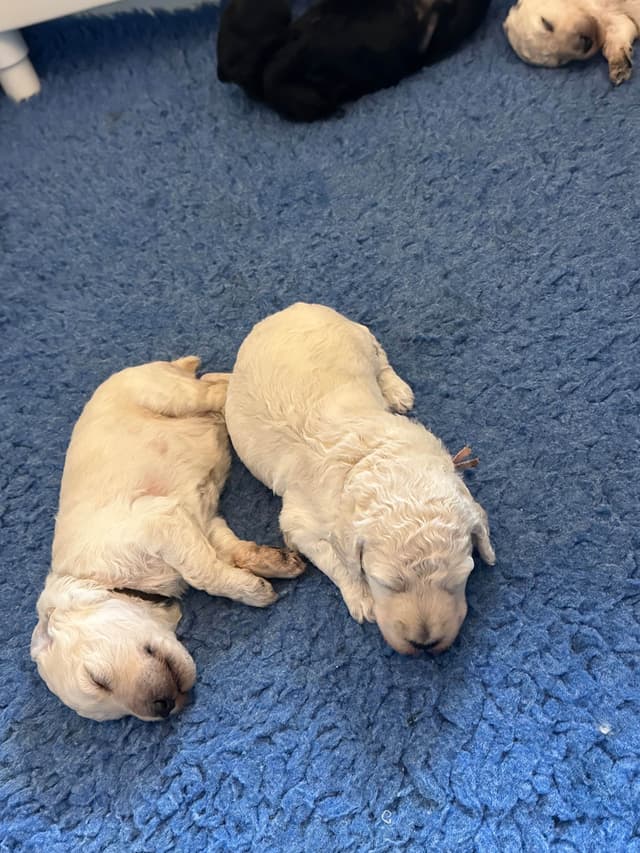 Poodle Puppies media 7