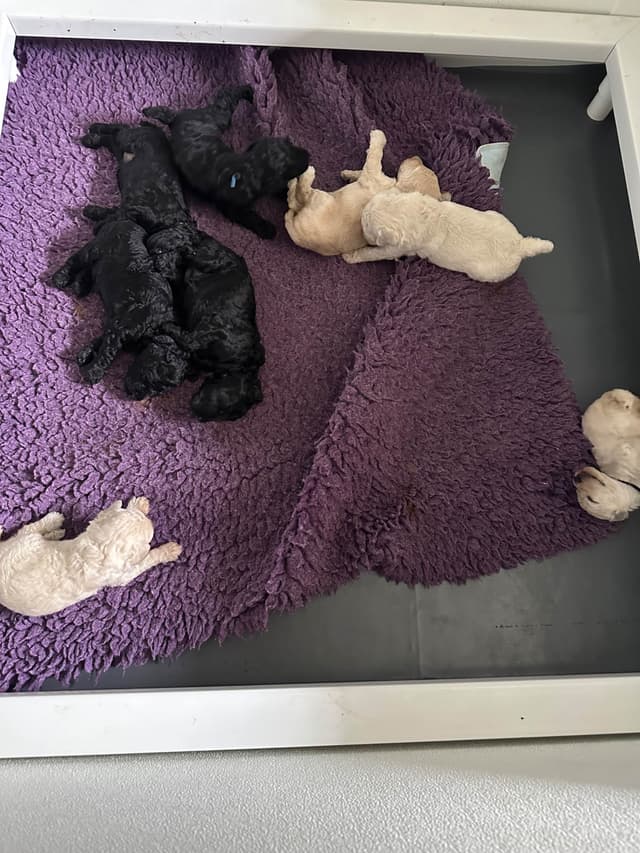 Poodle Puppies media 8