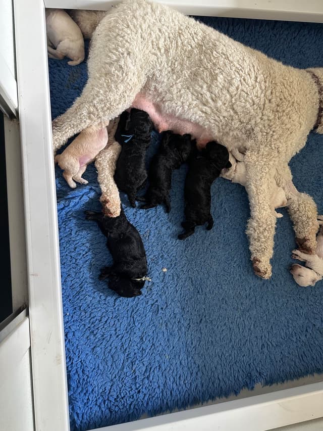 Poodle Puppies media 9