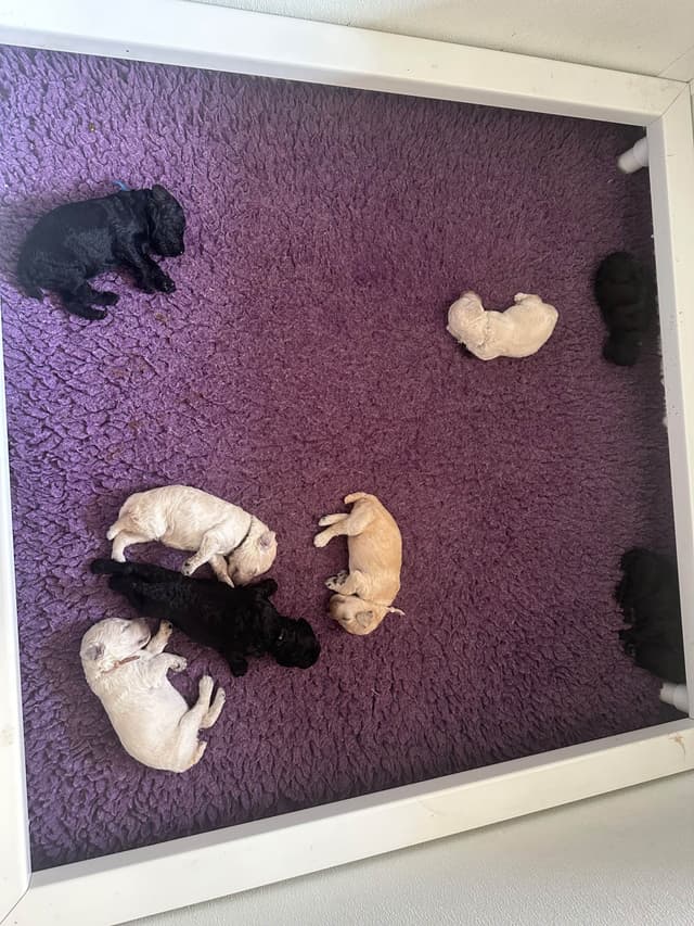Poodle Puppies media 10