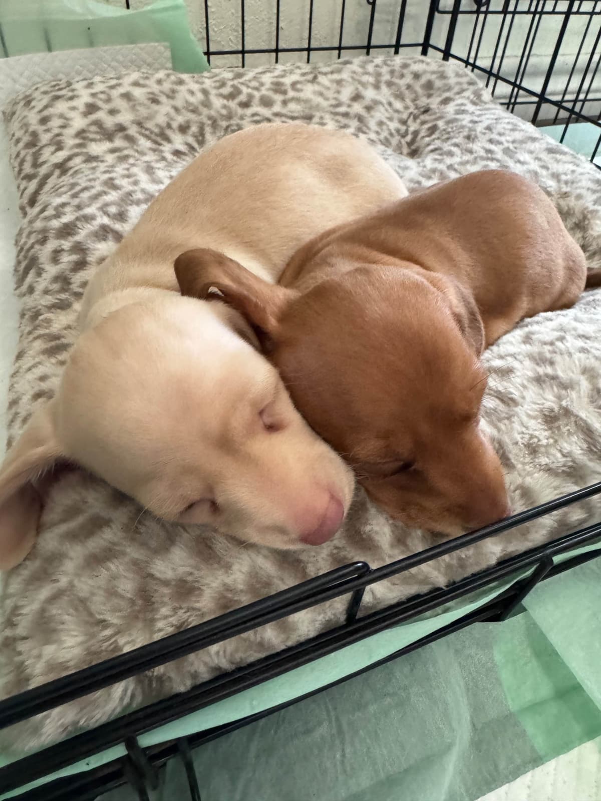 Mini Smooth Dachshund Puppies breeder image 1