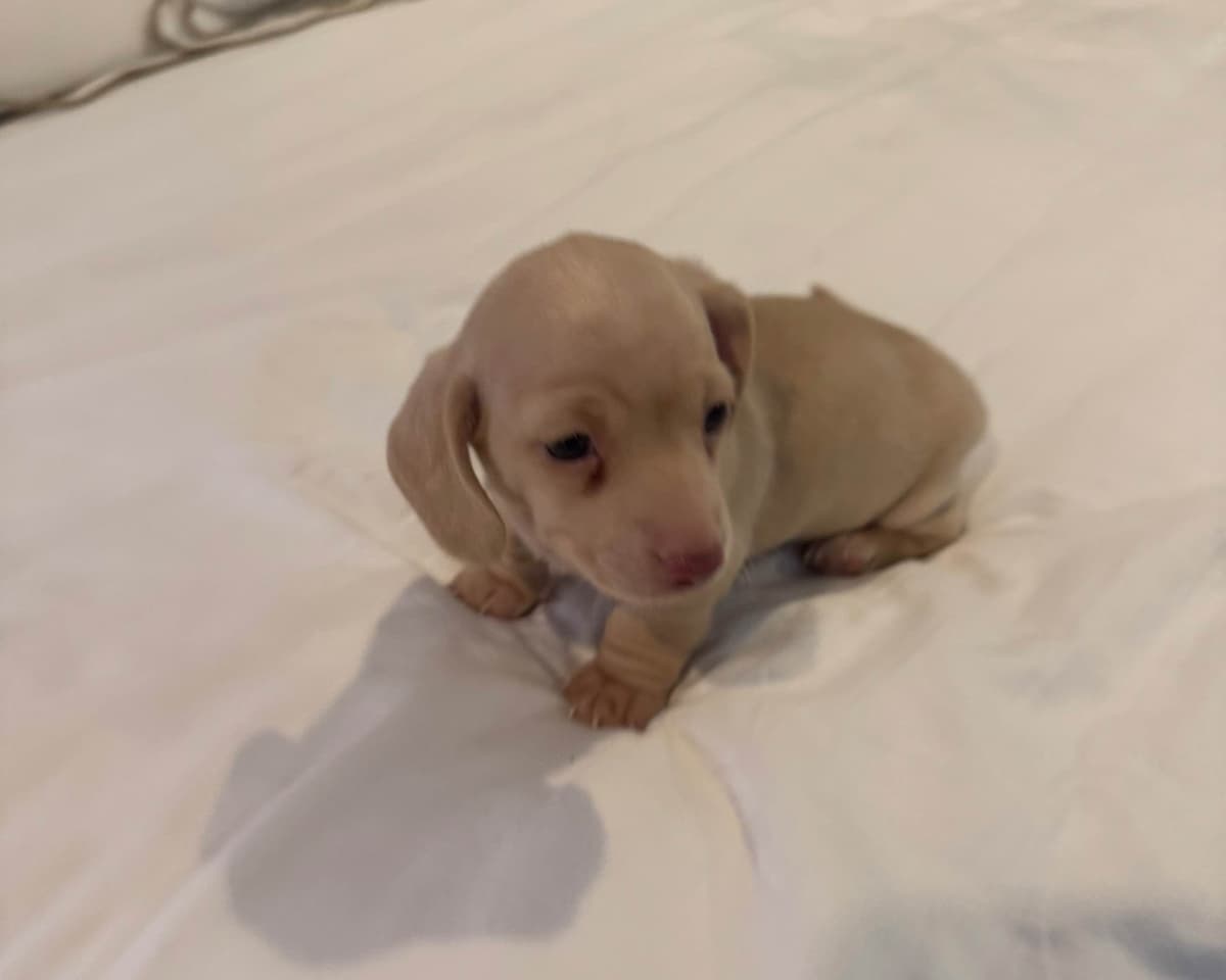 Mini Smooth Dachshund Puppies breeder image 2