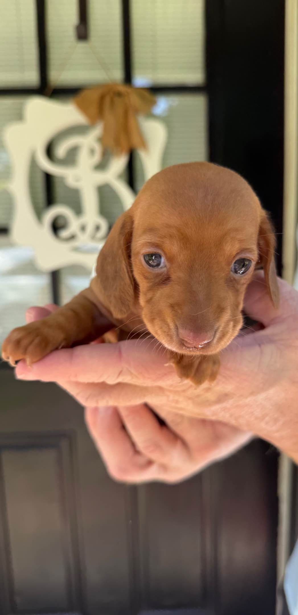 Mini Smooth Dachshund Puppies breeder image 6