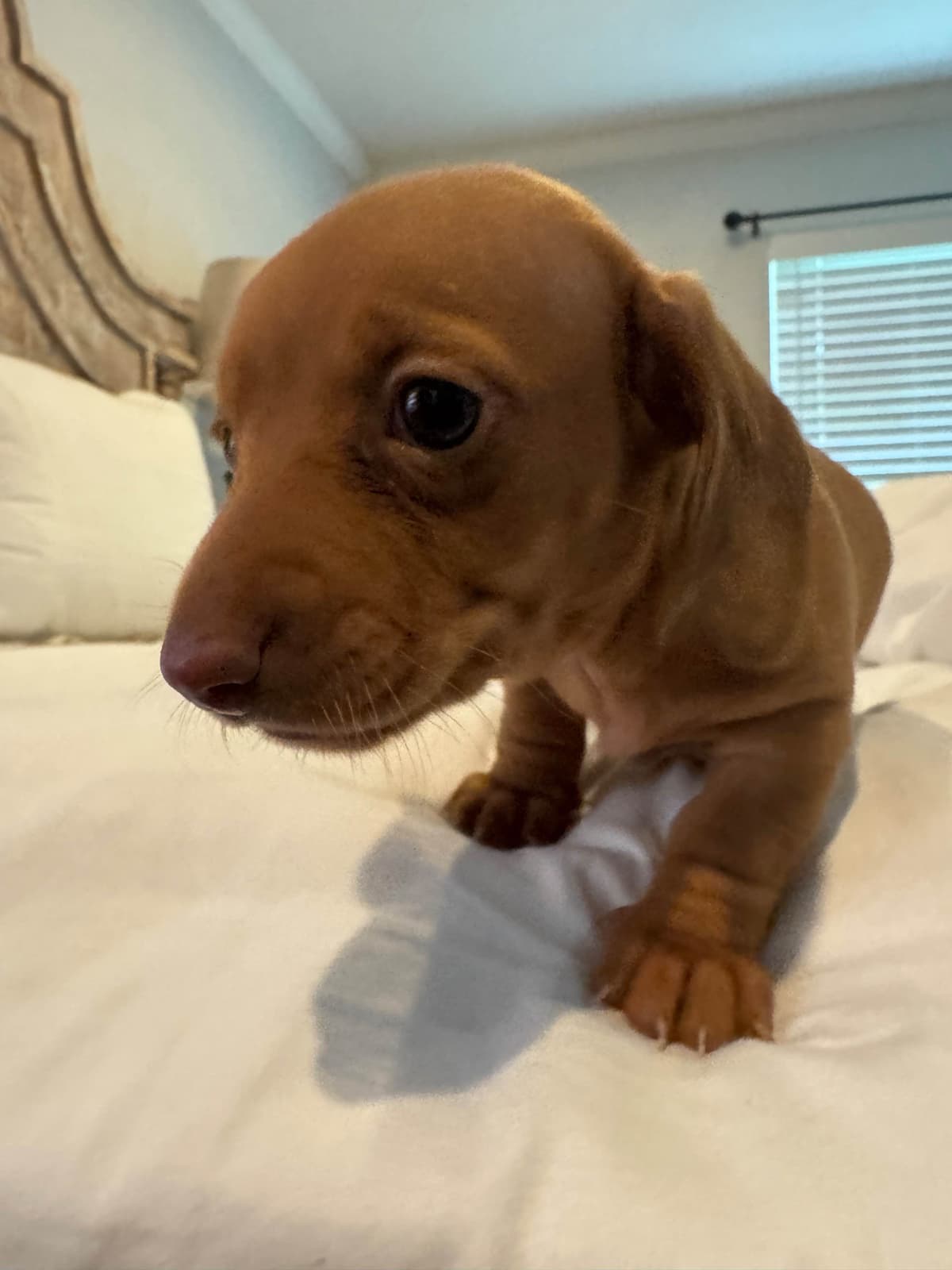 Mini Smooth Dachshund Puppies breeder image 7