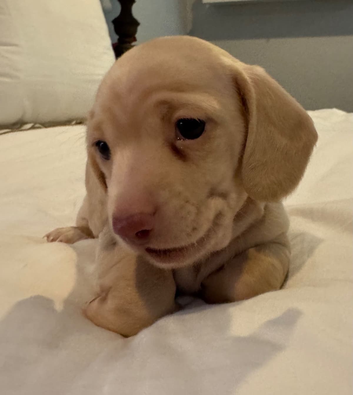 Mini Smooth Dachshund Puppies breeder image 3