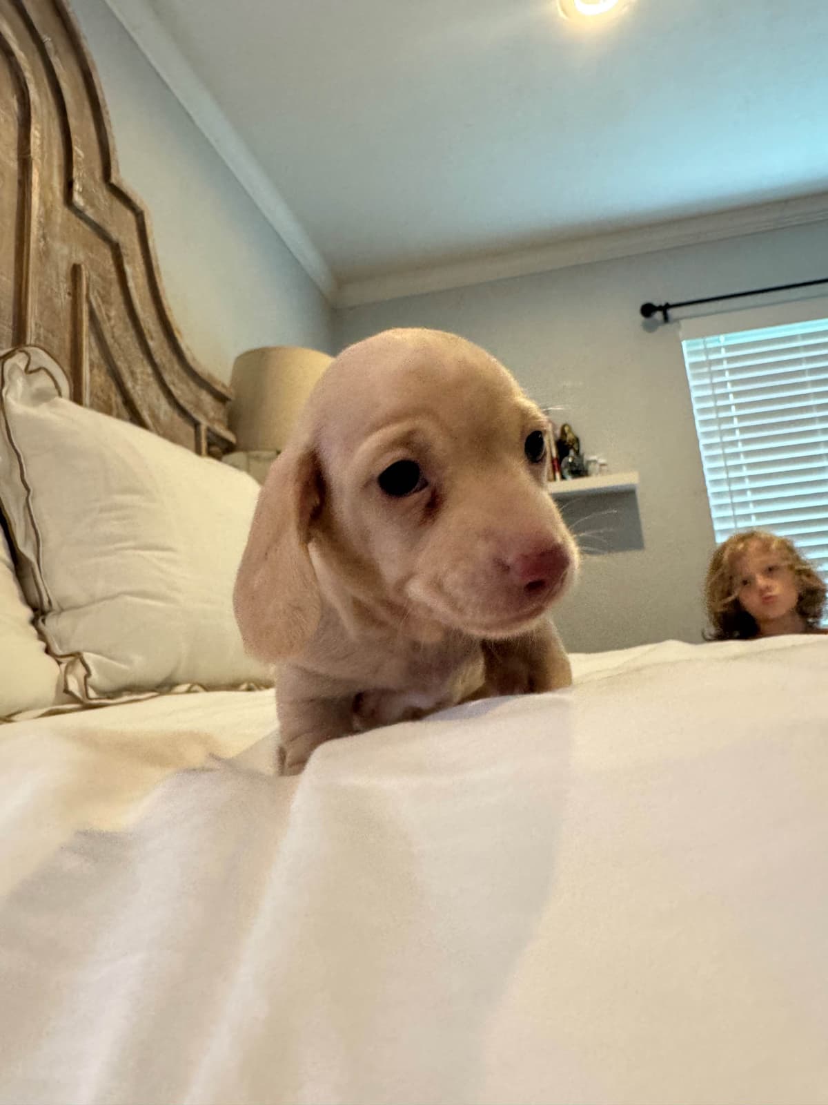 Mini Smooth Dachshund Puppies breeder image 4
