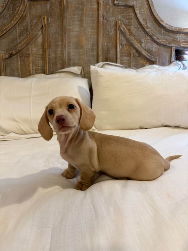 Mini Smooth Dachshund Puppies media 5