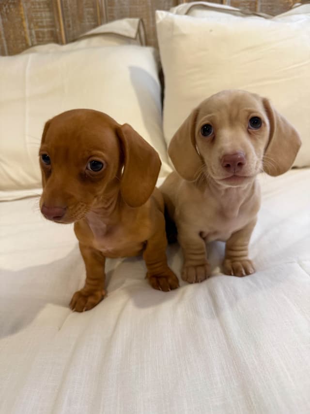 Mini Smooth Dachshund Puppies media 2