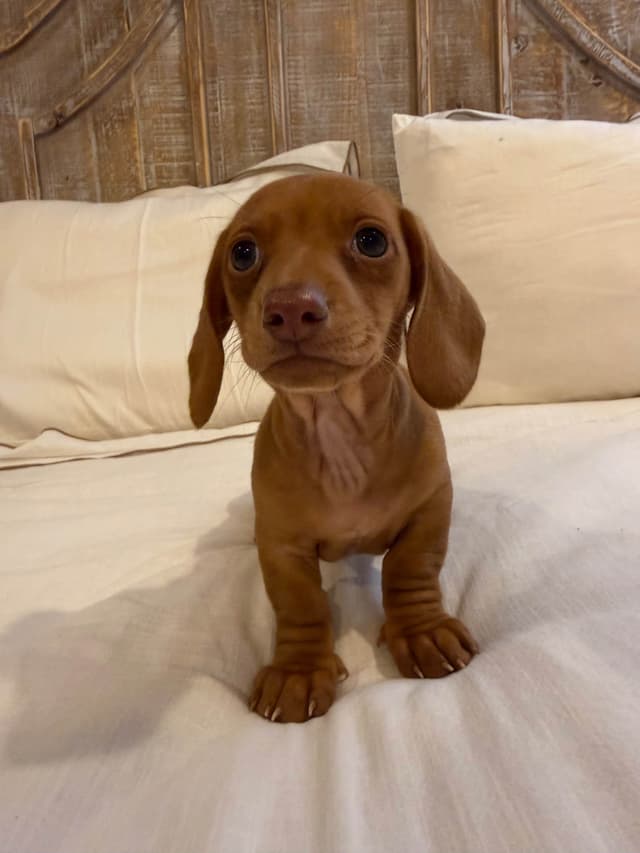 Mini Smooth Dachshund Puppies media 9