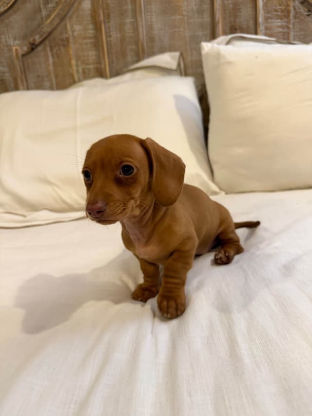 Mini Smooth Dachshund Puppies media 10