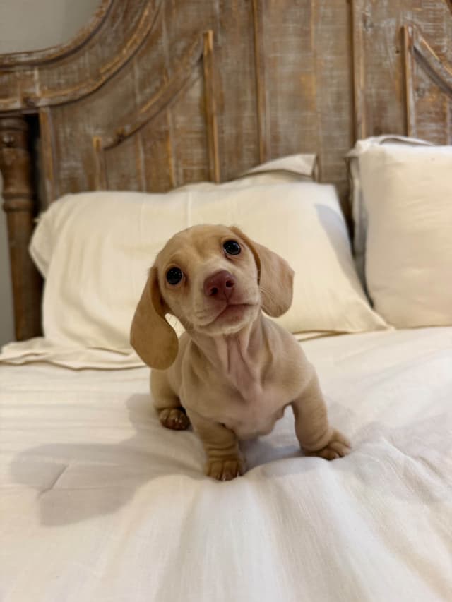 Mini Smooth Dachshund Puppies media 6