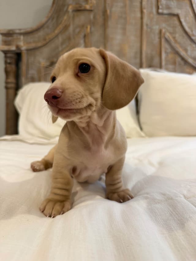 Mini Smooth Dachshund Puppies media 3