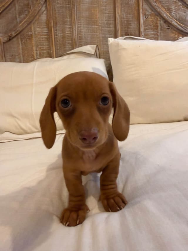 Mini Smooth Dachshund Puppies media 11