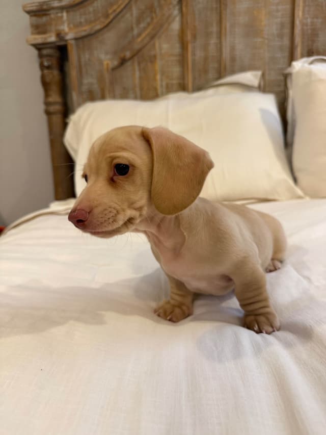 Mini Smooth Dachshund Puppies media 8