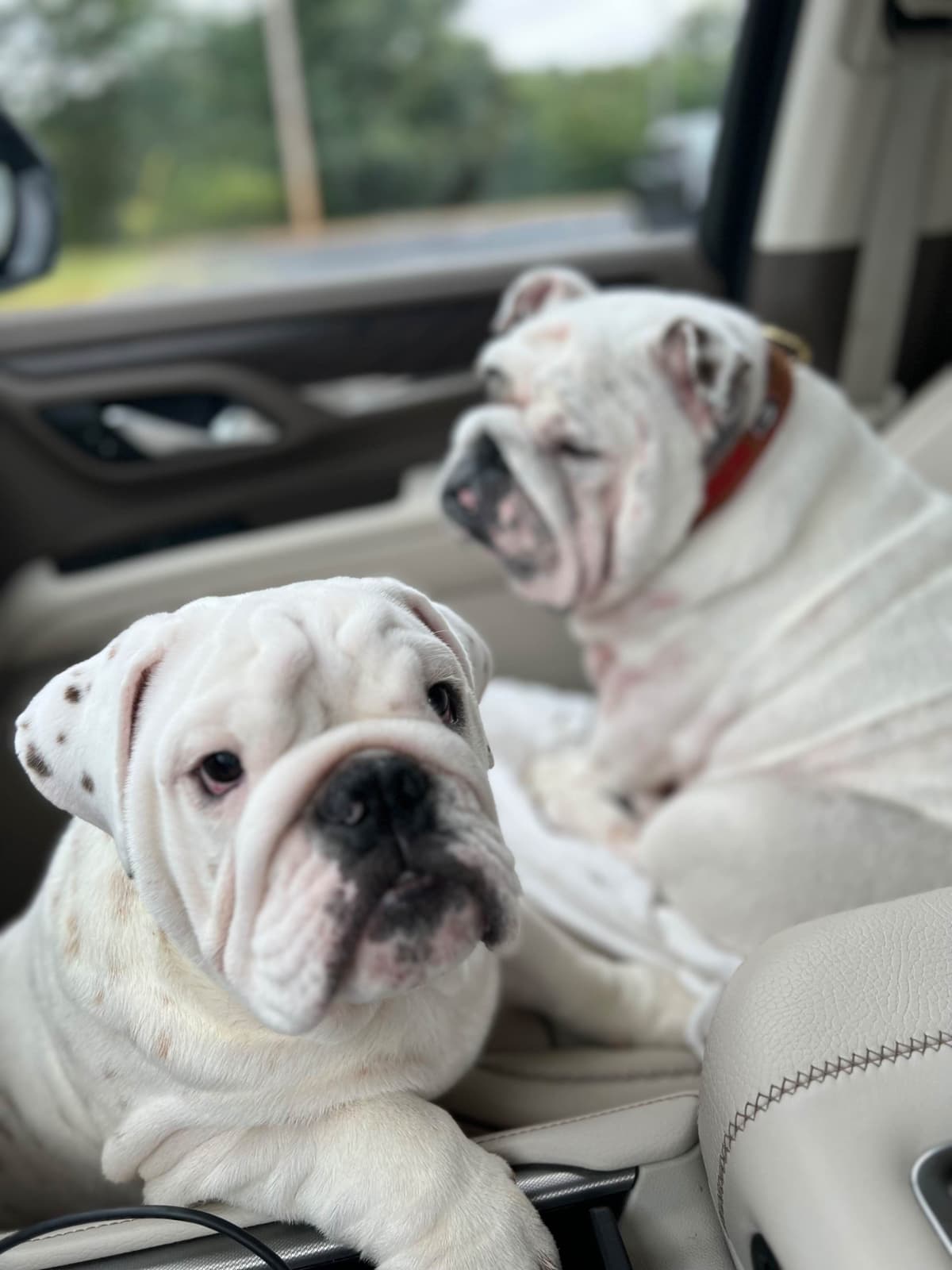 Bulldog Puppies breeder image 4